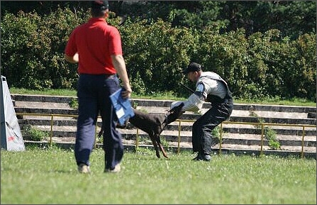 Sasha - Estonia championship 2007  in IPO 3